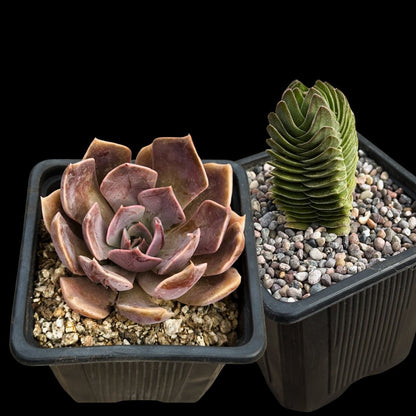 Pack 2 Suculentas de Colección - cactusandes