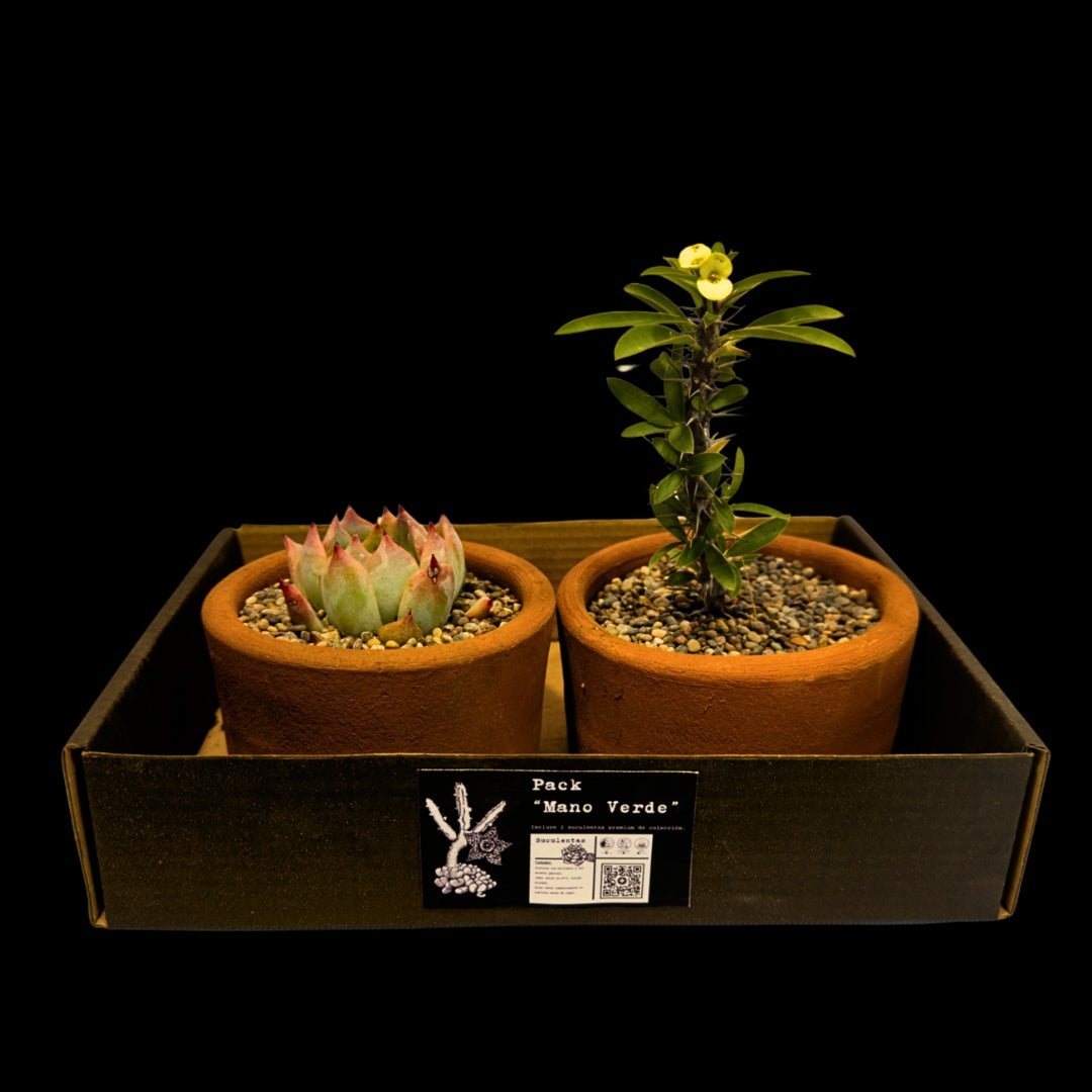 Pack 2 Suculentas de Colección - cactusandes