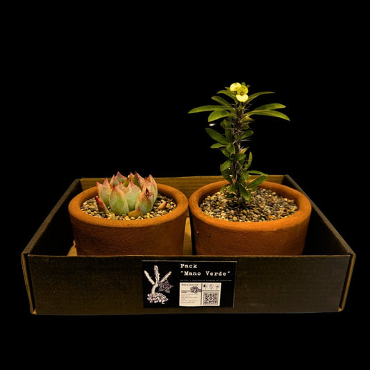 Pack 2 Suculentas de Colección - cactusandes