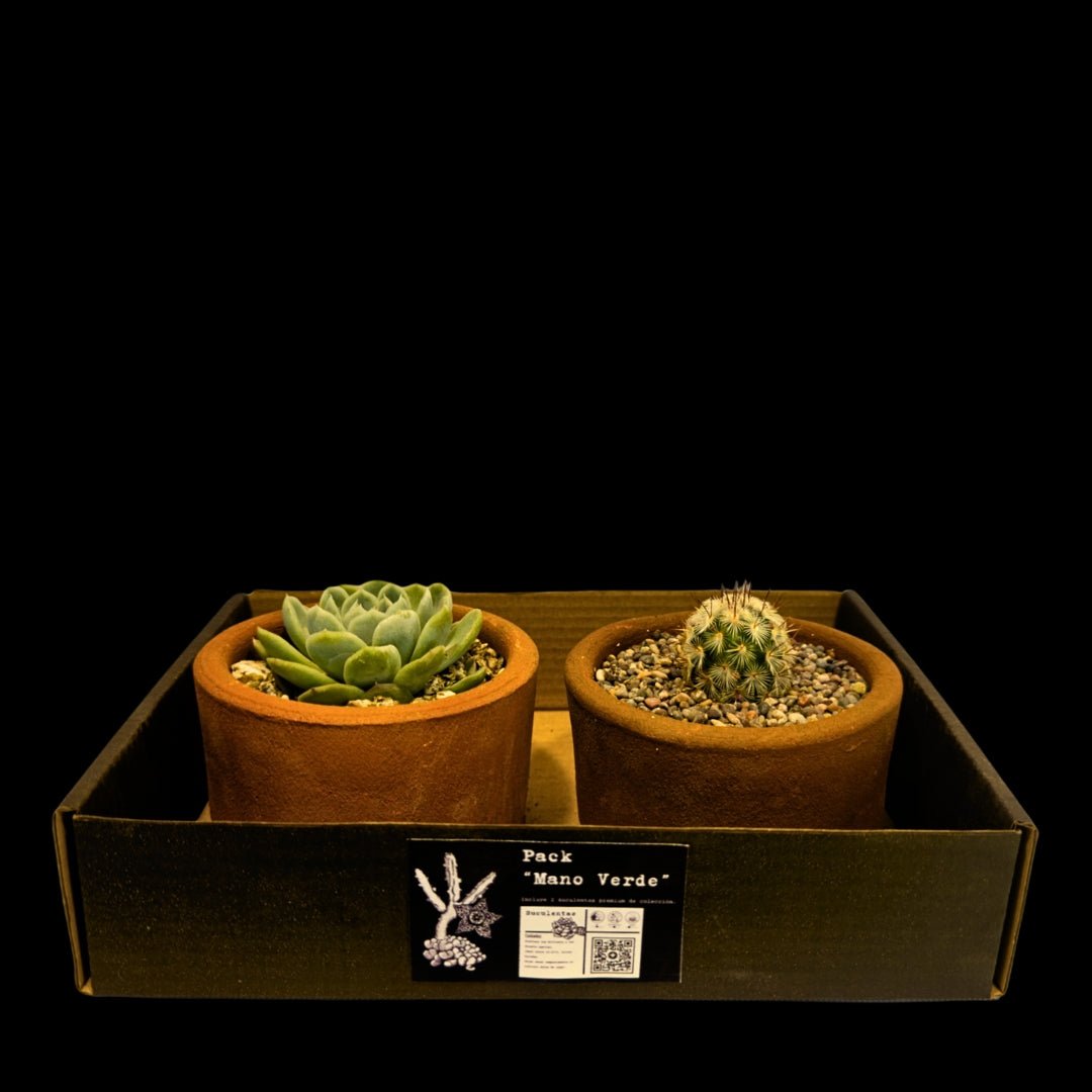 Pack 2 Suculentas de Colección - cactusandes