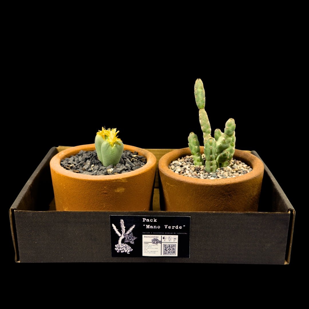 Pack 2 Suculentas de Colección - cactusandes