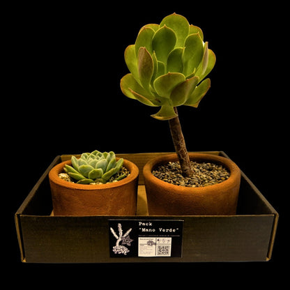 Pack 2 Suculentas de Colección - cactusandes