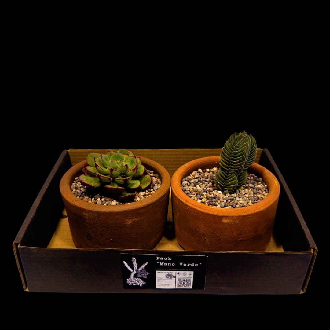 Pack 2 Suculentas de Colección - cactusandes