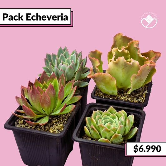 Pack Echeveria - cactusandes