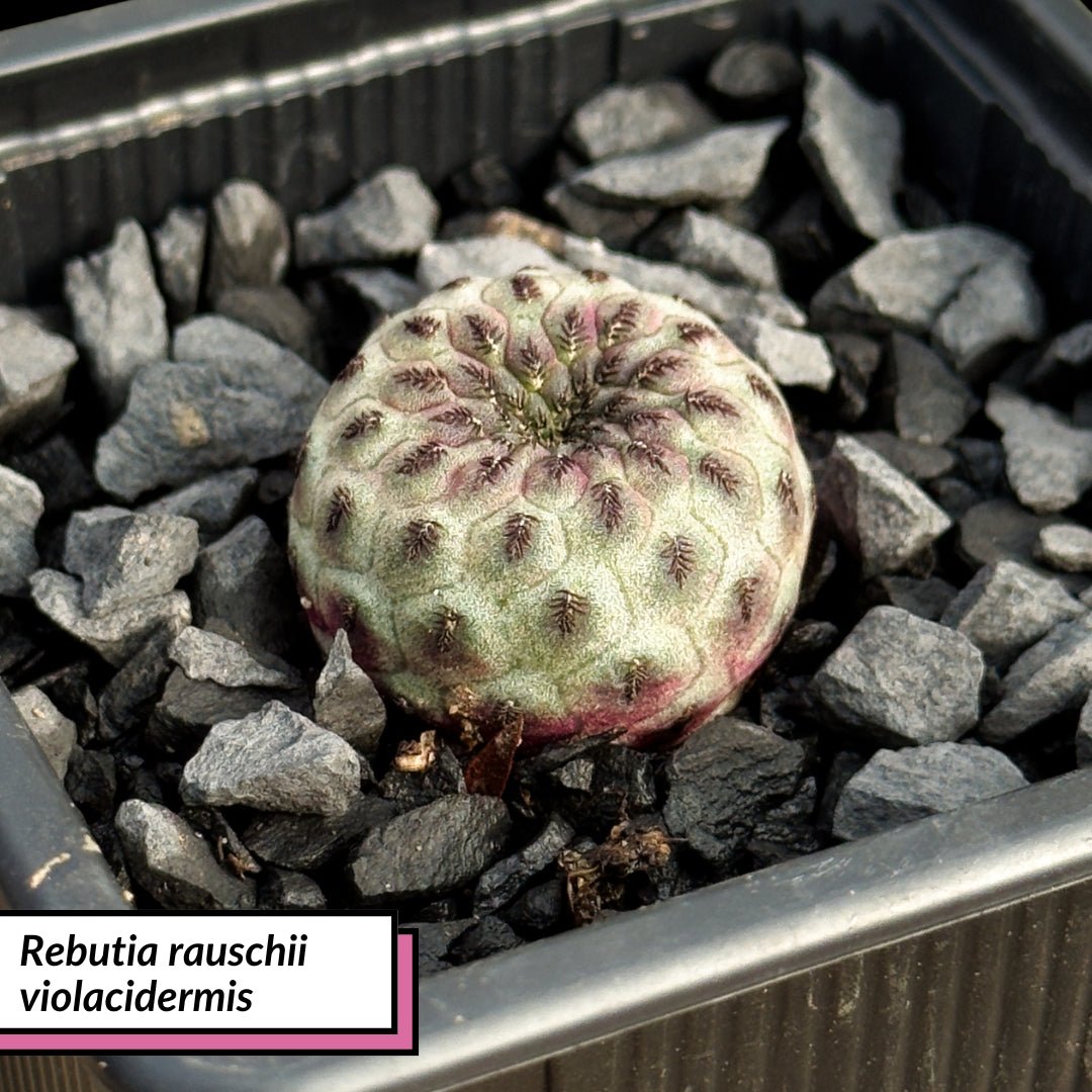 Rebutia rauschii violacidermis - cactusandes