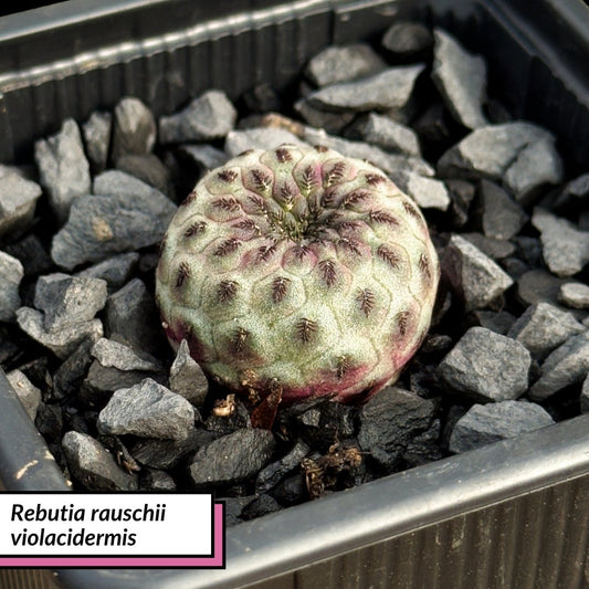 Rebutia rauschii violacidermis - cactusandes