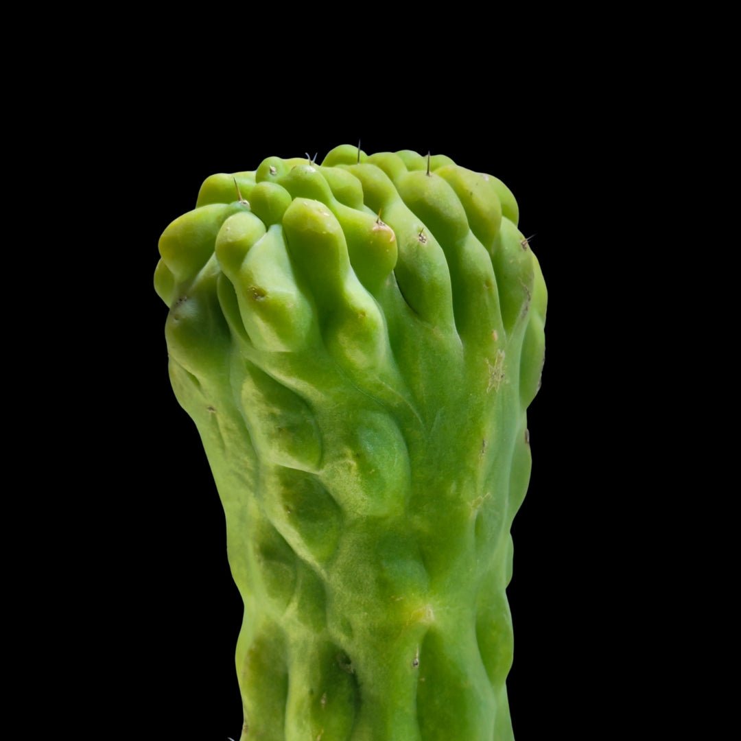 San Pedro (Echinopsis pachanoi) ‘Monstrose’ - cactusandes