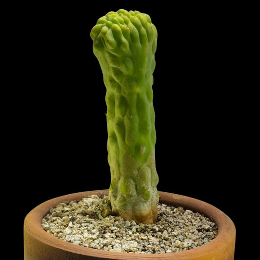San Pedro (Echinopsis pachanoi) ‘Monstrose’ - cactusandes