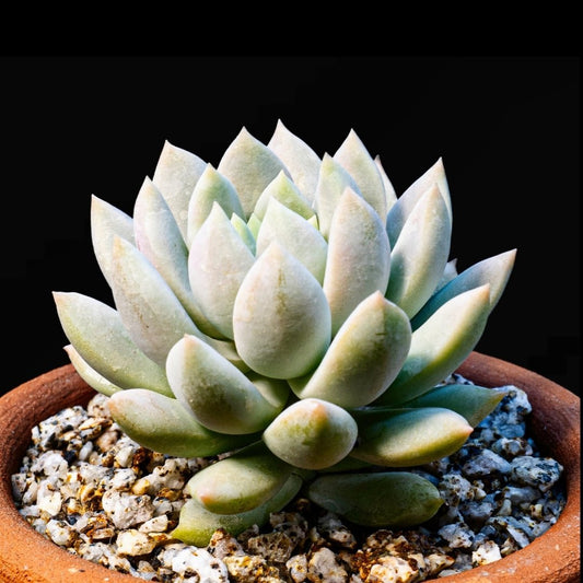 Sedeveria "Super Donkey Tail" - cactusandes