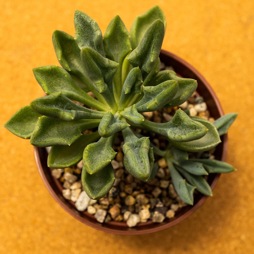 Senecio kleiniiformis - cactusandes