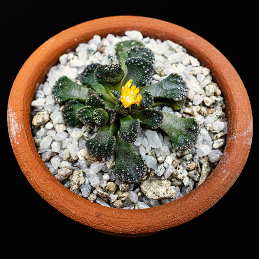 Titanopsis calcarea - cactusandes