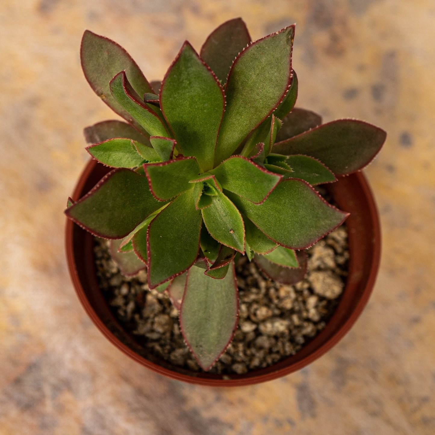 Aeonium decorum var. cooperi - cactusandes