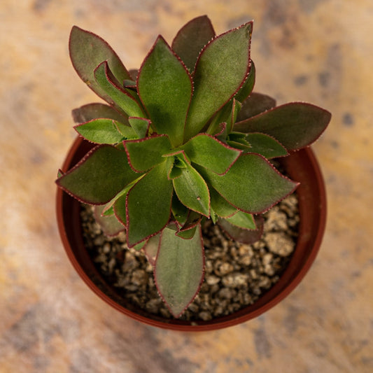Aeonium decorum var. cooperi - cactusandes