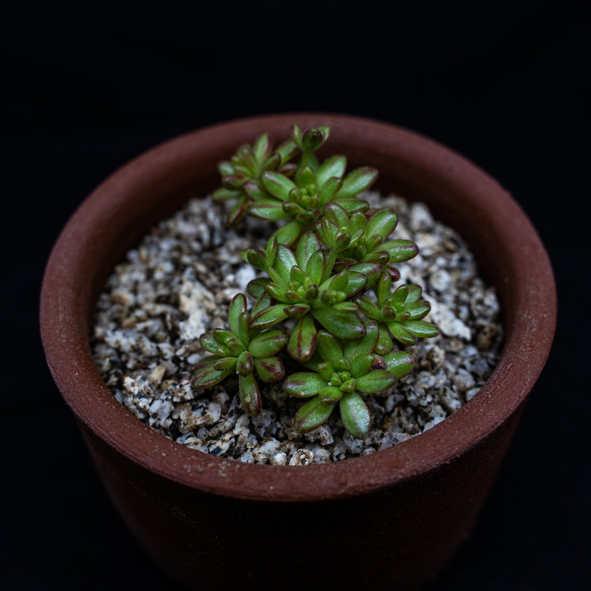 Aeonium sedifolium - cactusandes