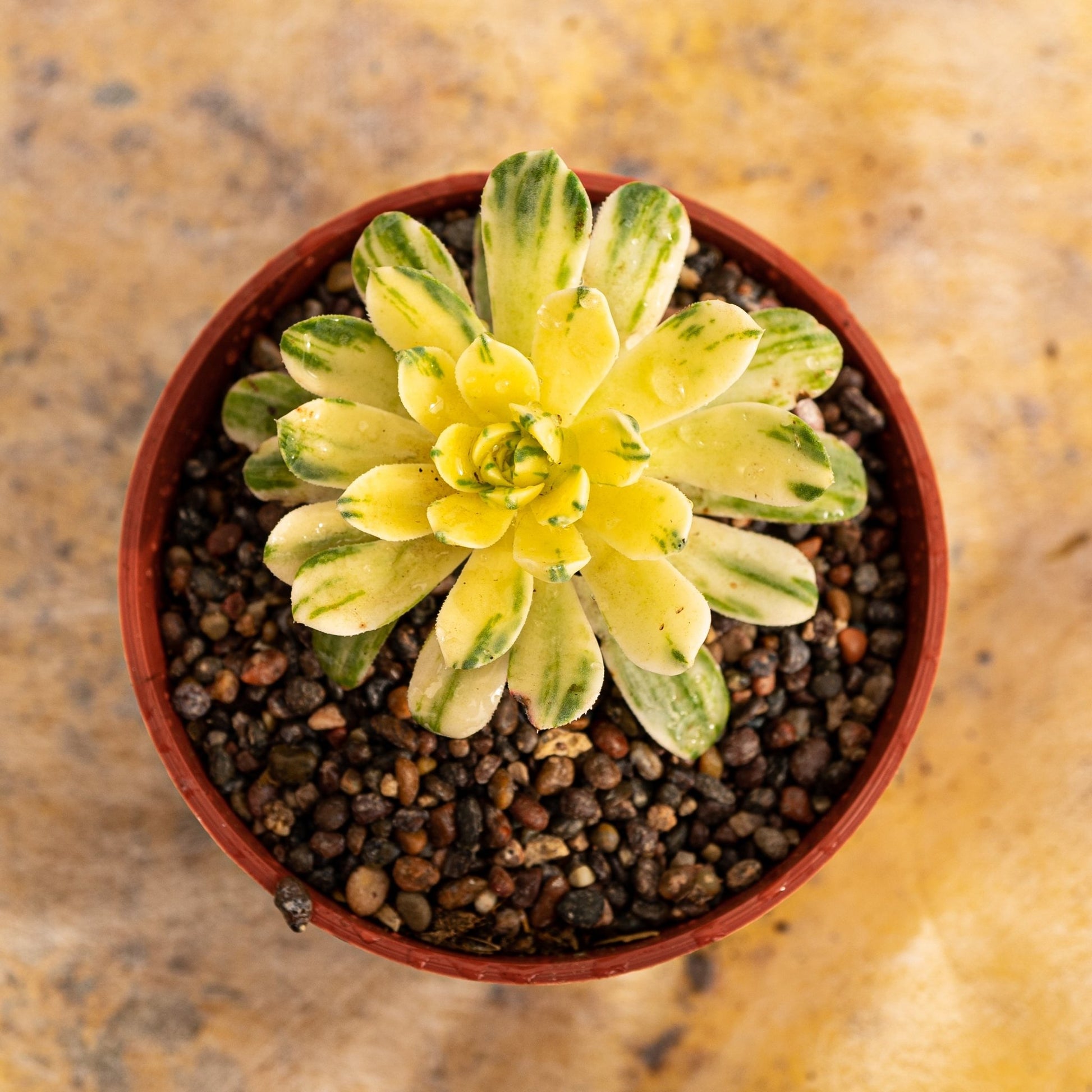 Aeonium suncup - cactusandes