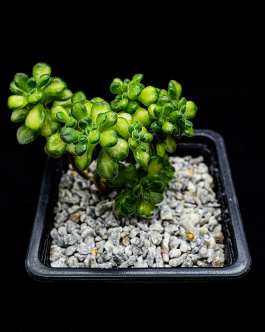 Aichryson domesticum variegado - cactusandes