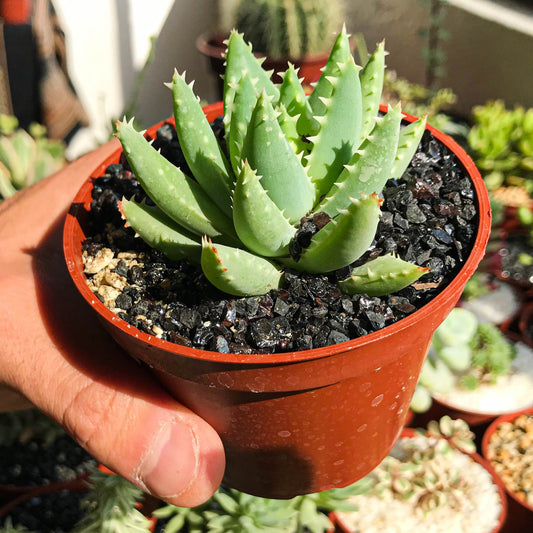 Aloe brevifolia - cactusandes