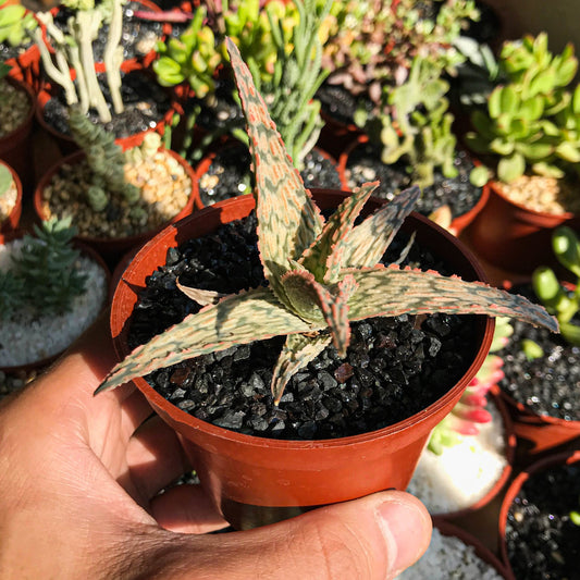 Aloe "Piranha" - cactusandes