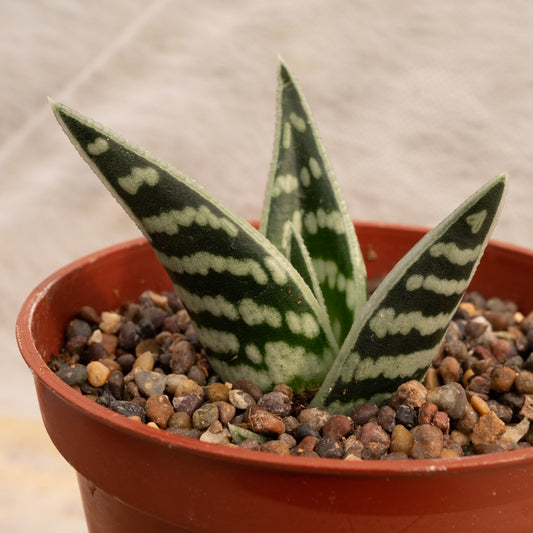 Aloe variegata - cactusandes
