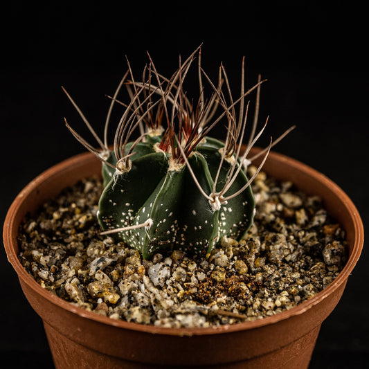 Astrophytum capricorne - cactusandes