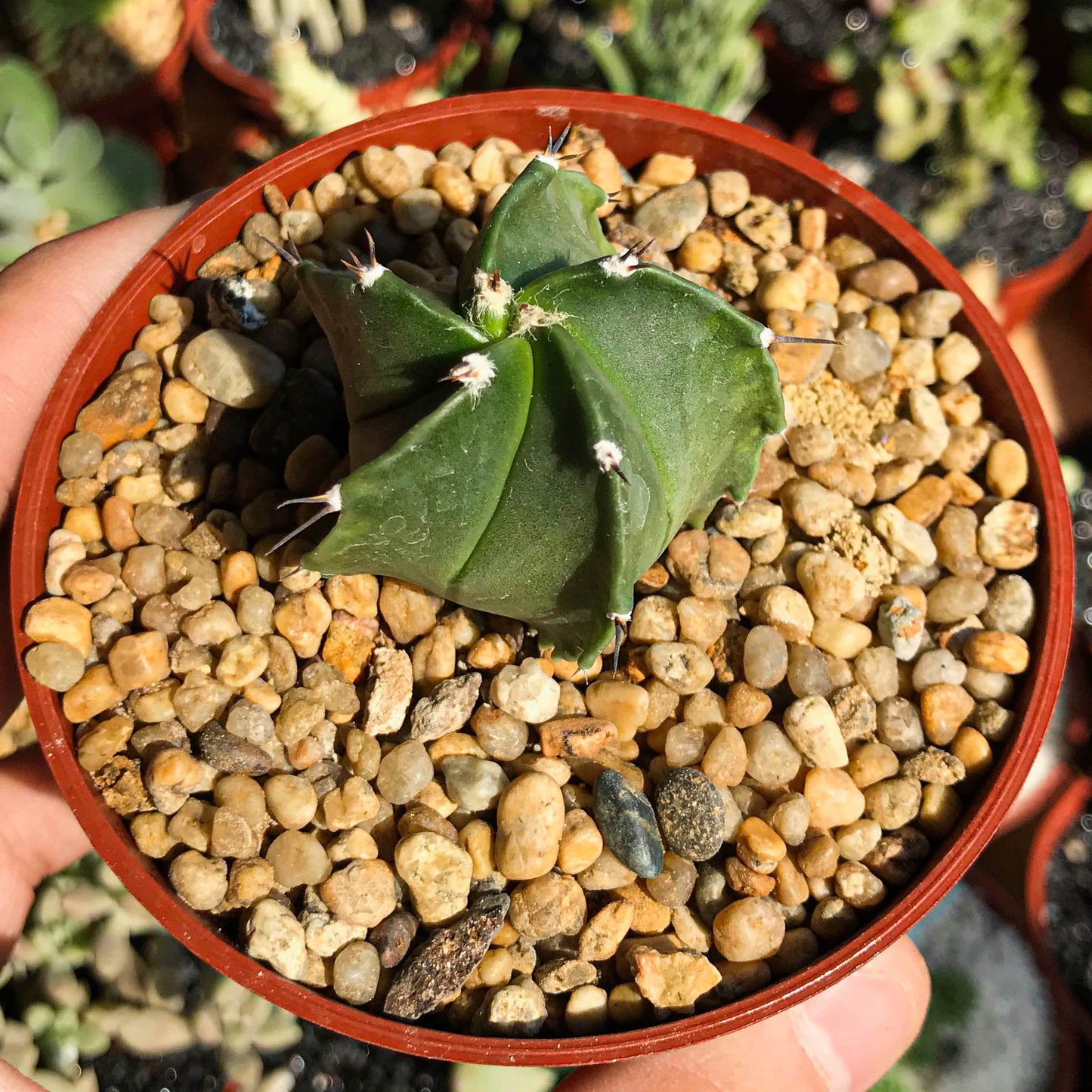Astrophytum myriostigma nudum - cactusandes