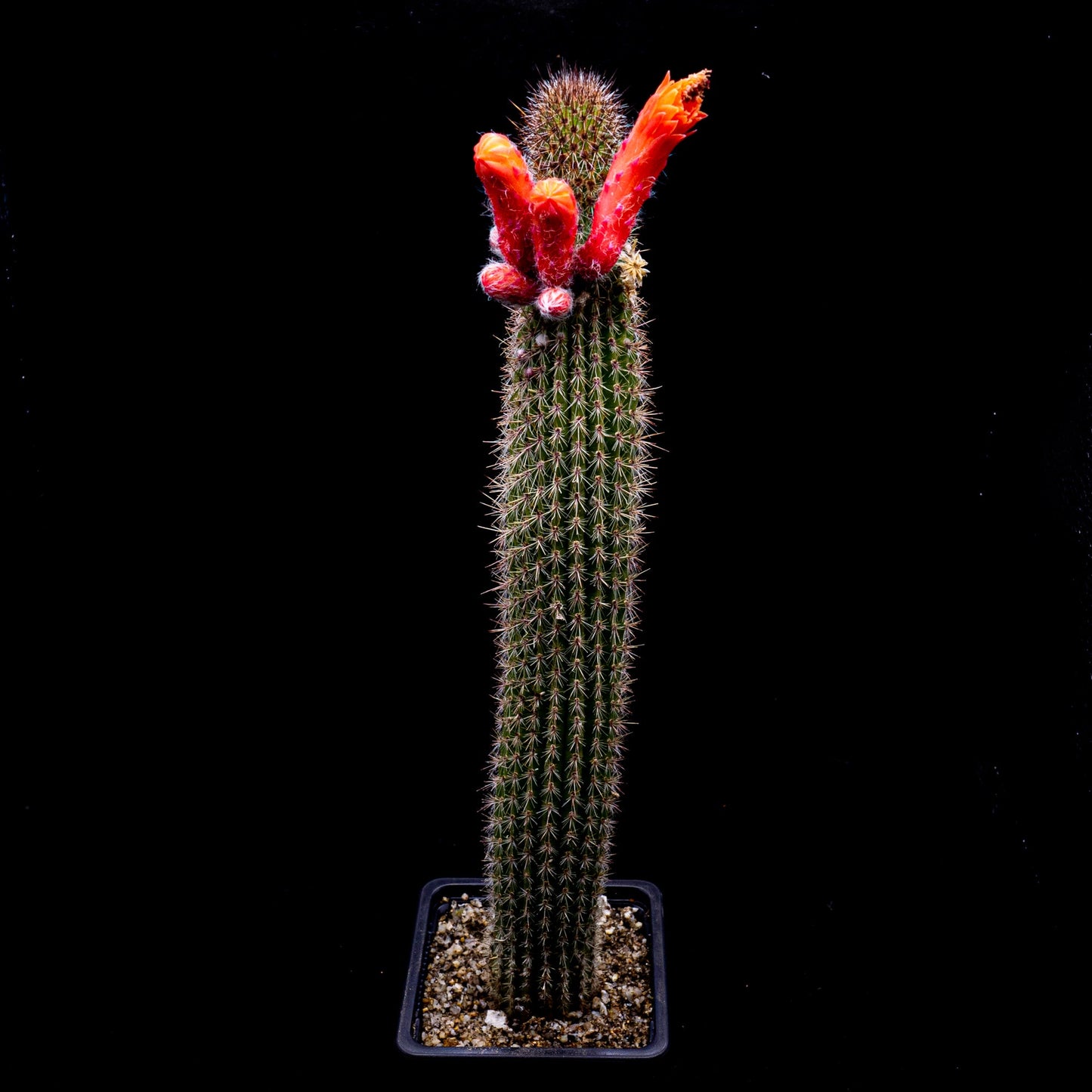 Cleistocactus baumannii - cactusandes