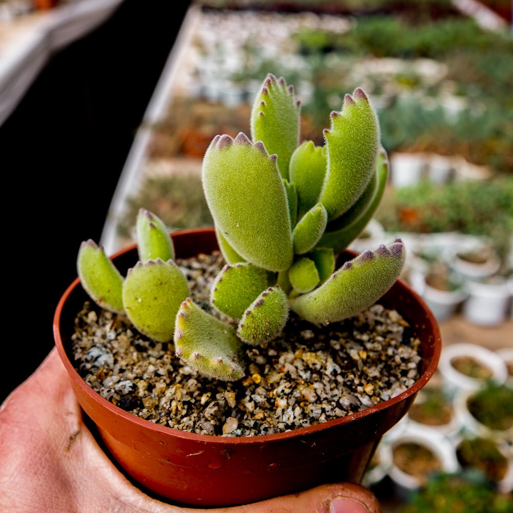 Cotyledon ladismithiensis - cactusandes