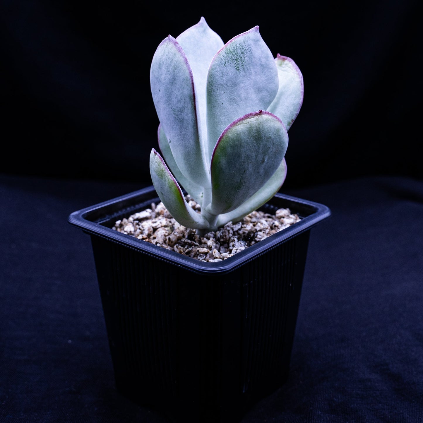 Cotyledon orbiculata - cactusandes