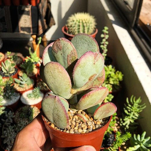 Crassula arborescens "Silver Dollar" - cactusandes