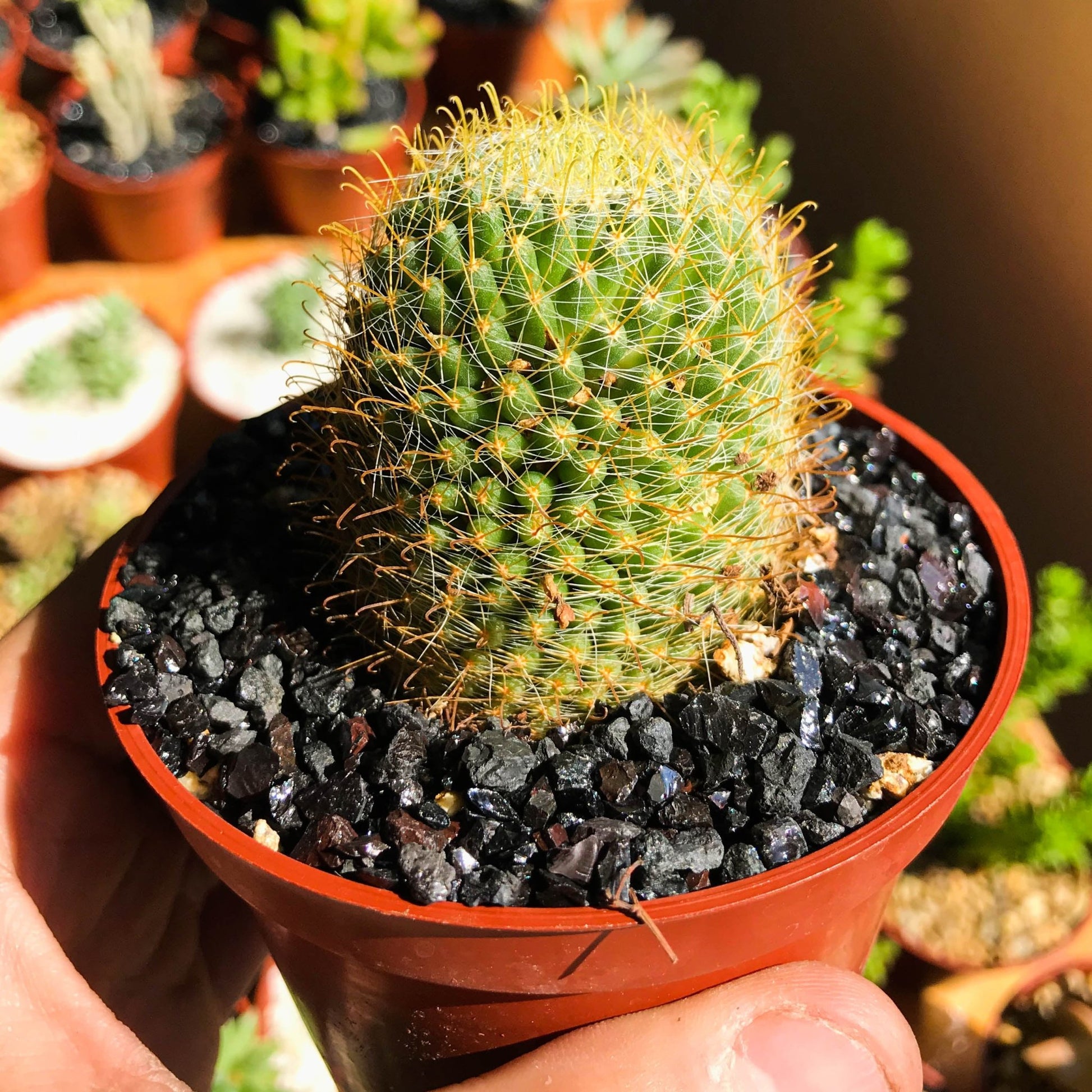 Mammillaria crinita - cactusandes