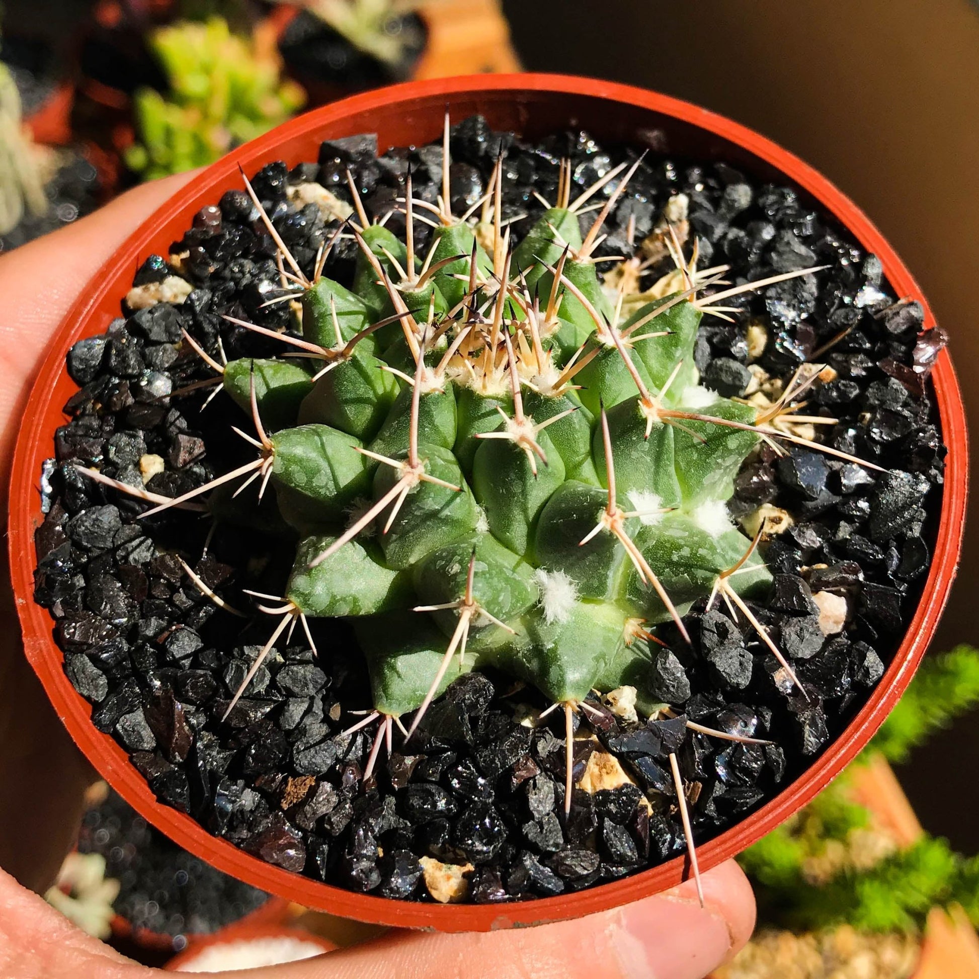 Mammillaria crocidata - cactusandes