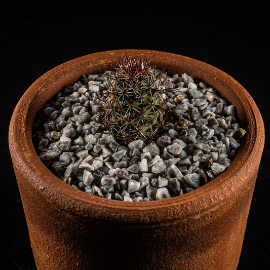 Mammillaria occidentalis - cactusandes