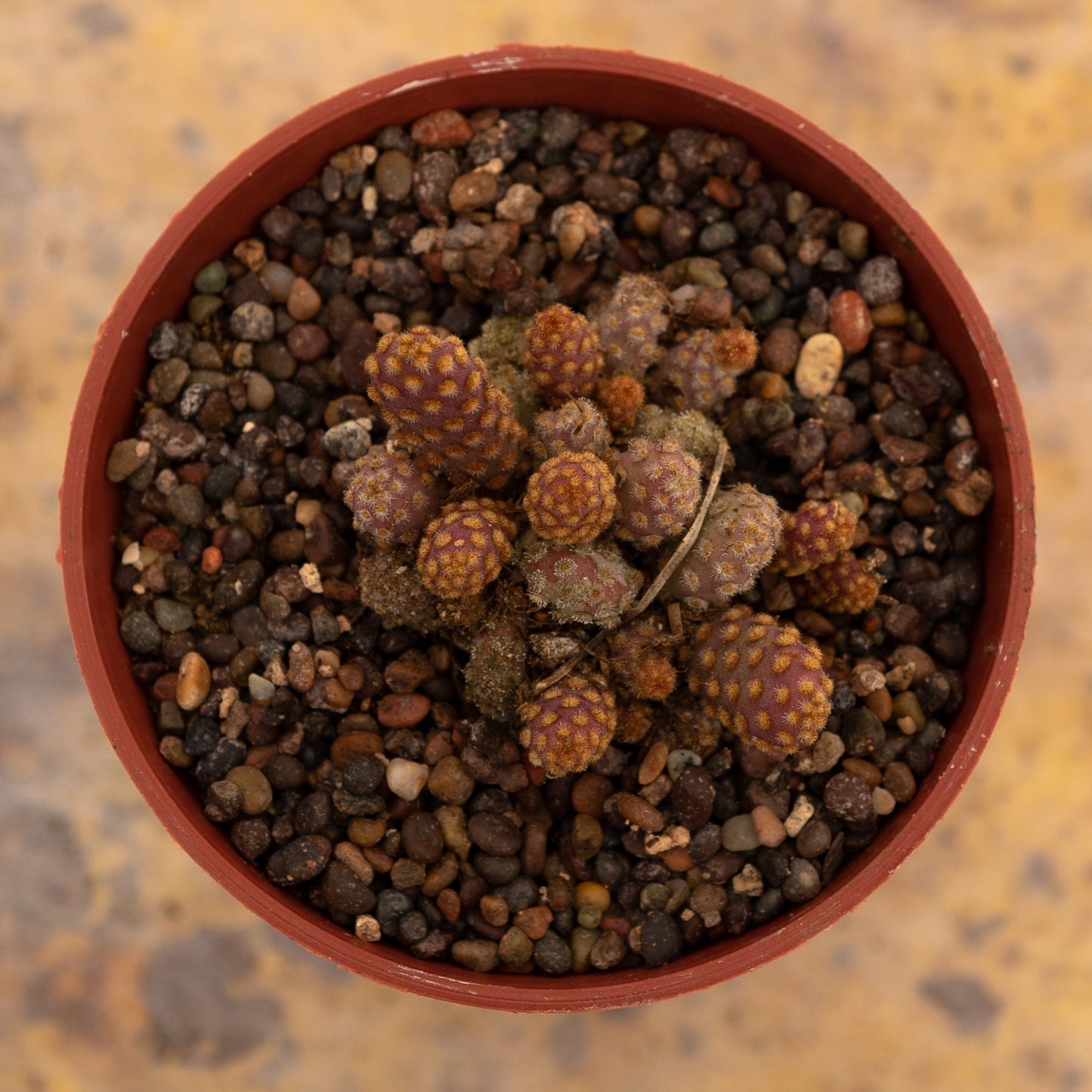 Opuntia minima - cactusandes