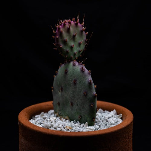 Opuntia Santa Rita - cactusandes