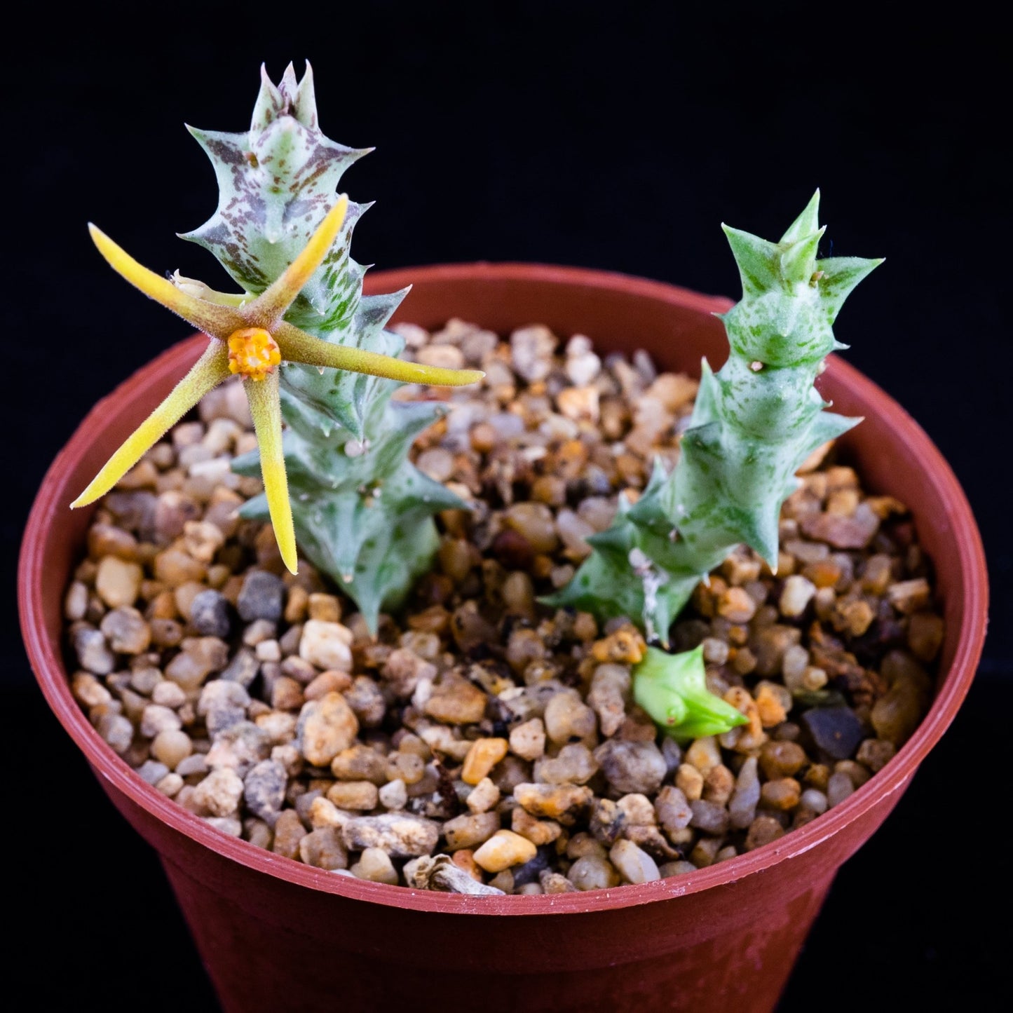 Orbea rogersii - cactusandes