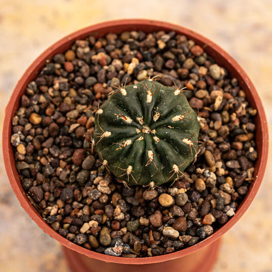 Oroya peruviana - cactusandes