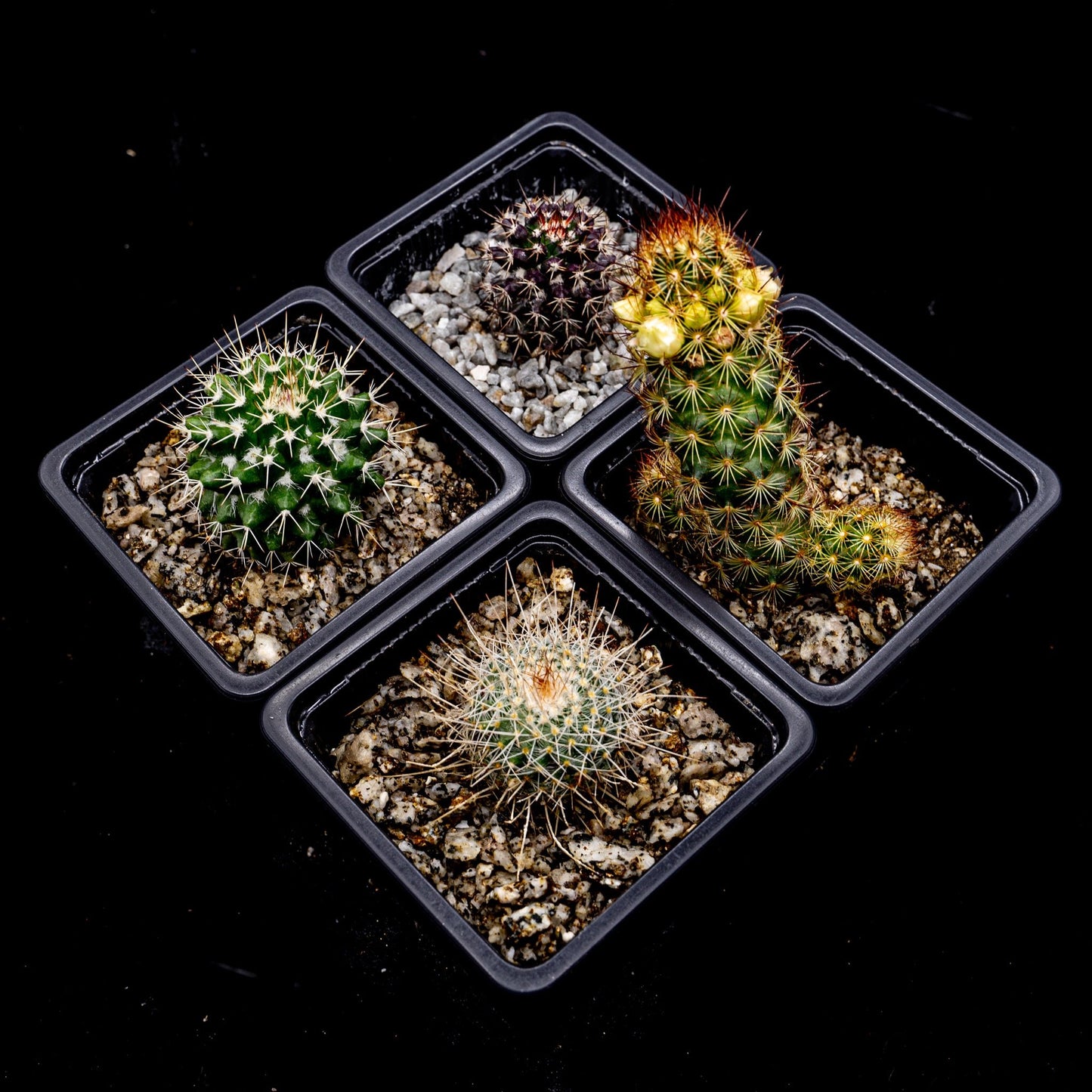 Pack Mammillaria - cactusandes