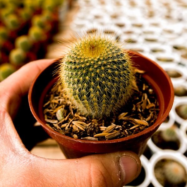 Parodia leninghausii - cactusandes