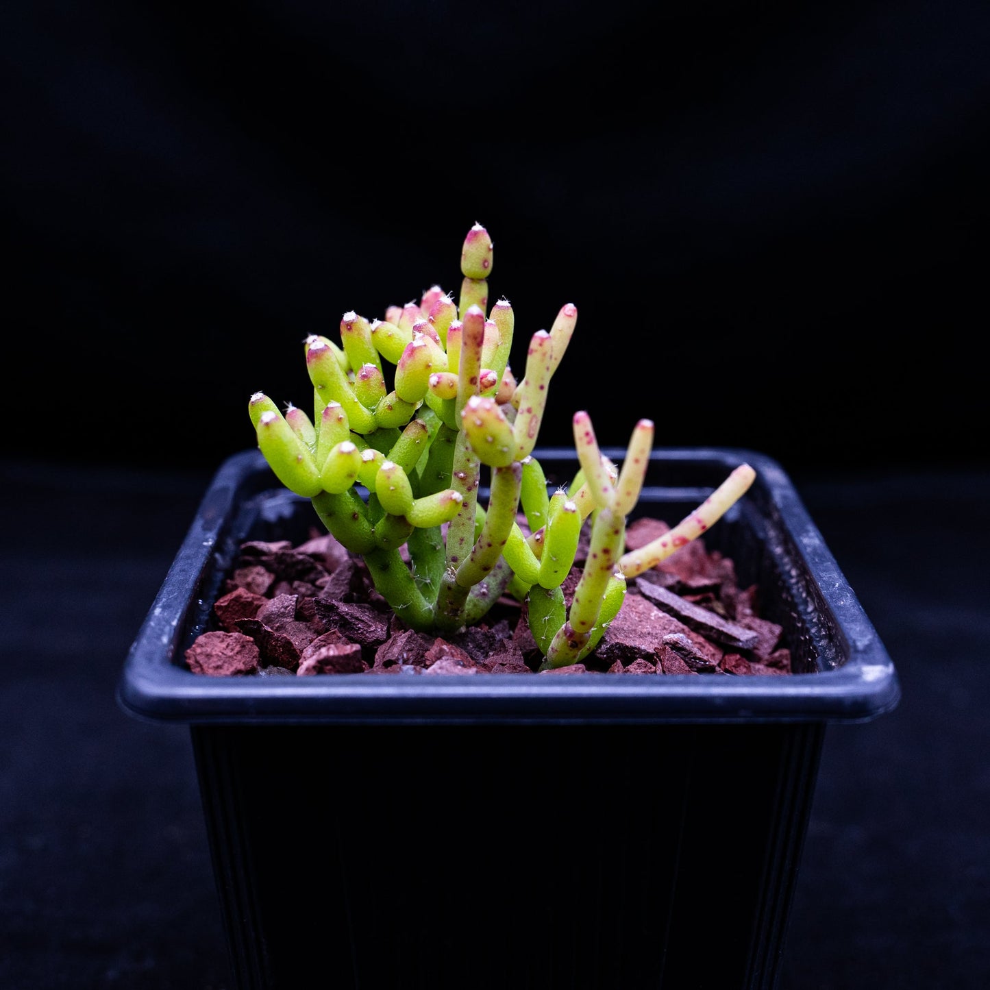 Salicornia europaea - cactusandes