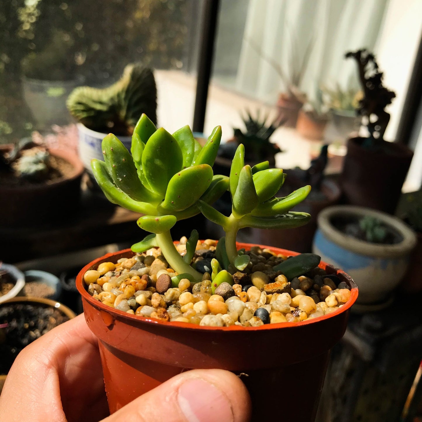 Sedum lucidum - cactusandes