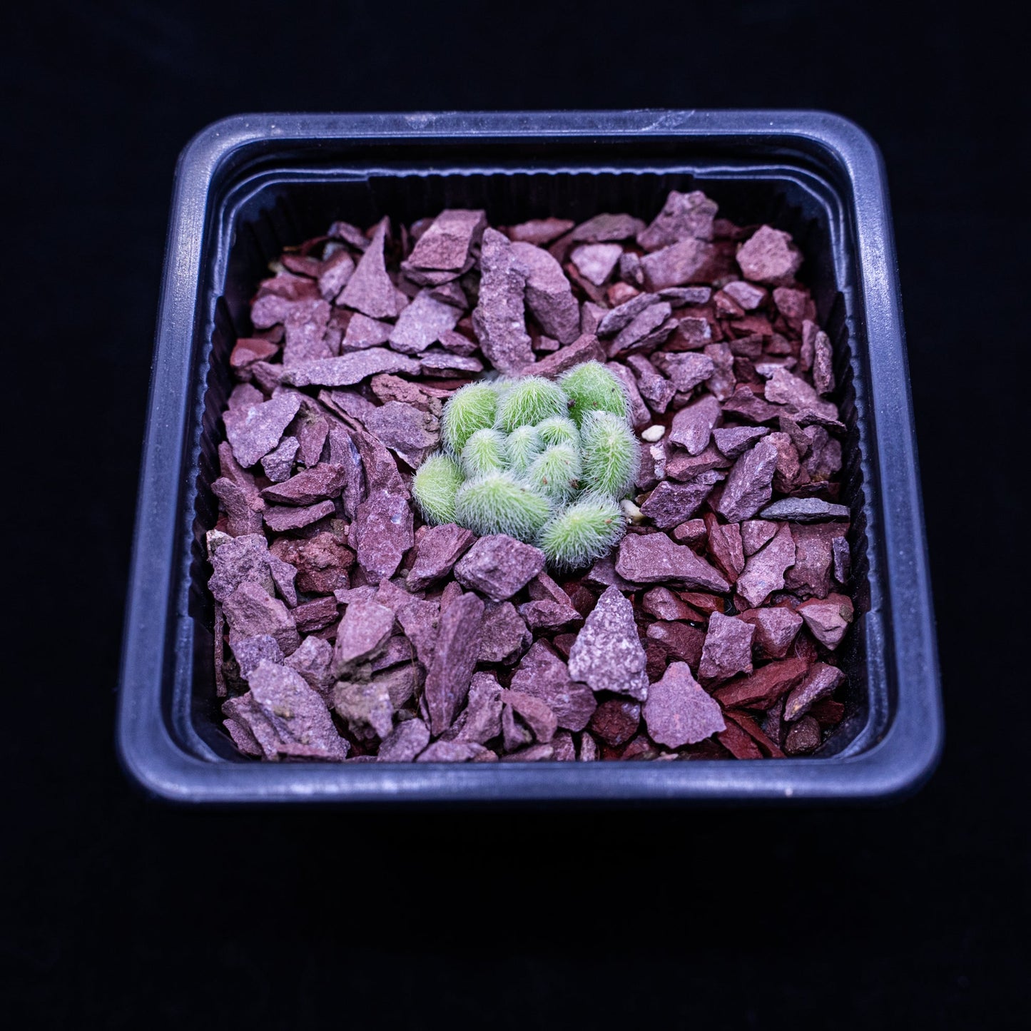 Sedum mocinianum - cactusandes