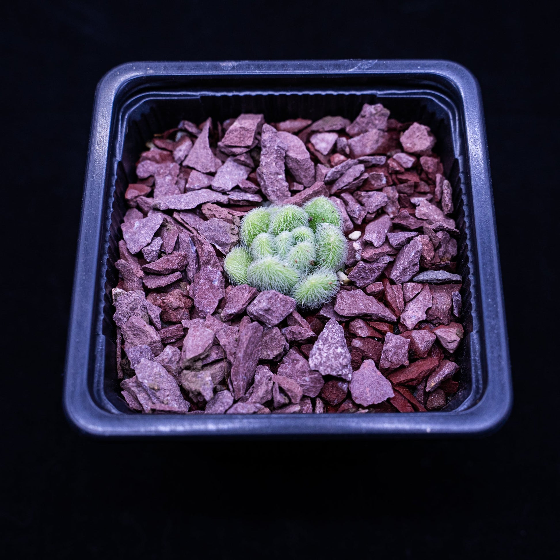 Sedum mocinianum - cactusandes