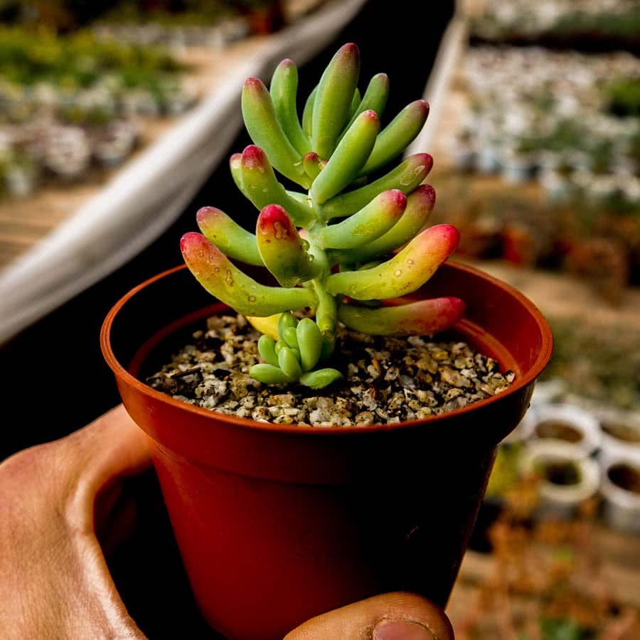 Sedum pachyphyllum - cactusandes