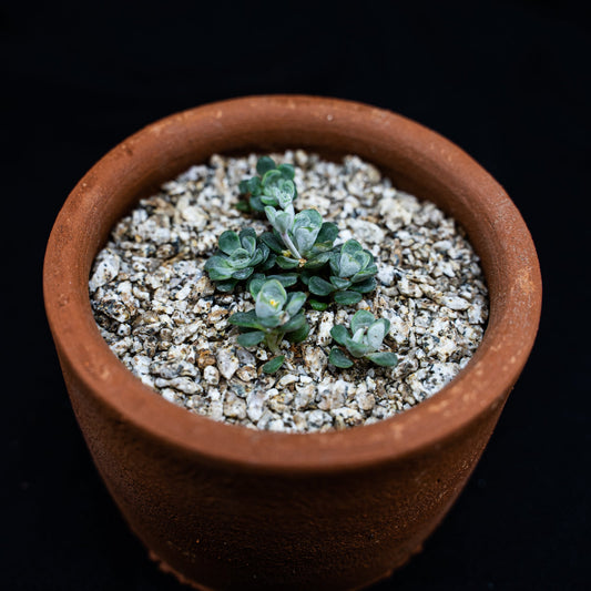 Sedum spathulifolium "Cape Blanco" - cactusandes