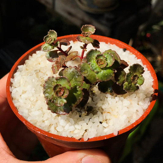 Sedum spurium - cactusandes