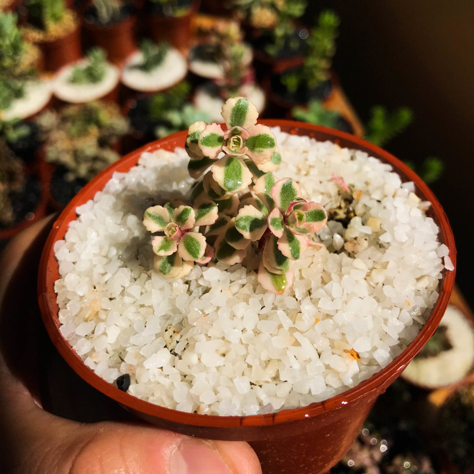 Sedum spurium "Tricolor" - cactusandes