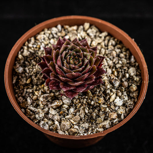 Sempervivum sp. rojo - cactusandes